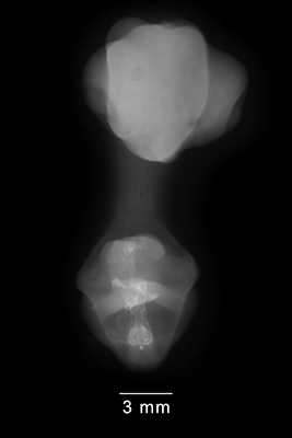 stage 30 chick embryo x-ray